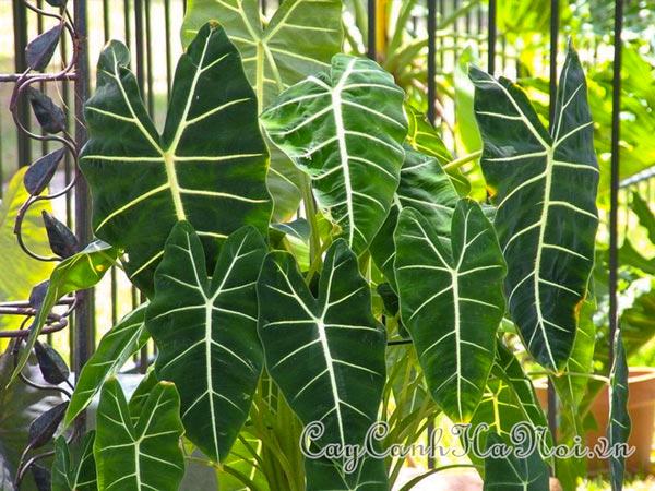 Nhu cầu nước tưới cây Alocasia