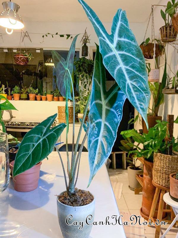 Nơi phân phối cây Alocasia kiểng lá đẹp tại Hà Nội