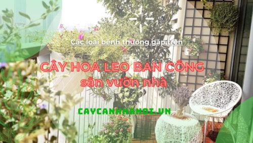 Các bệnh thường gặp trên cây hoa leo ban công