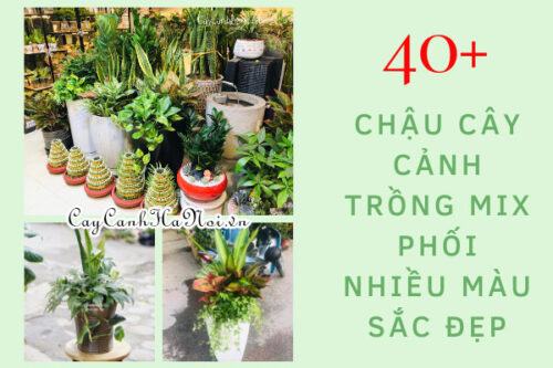 Những chậu cây cảnh trồng mix phối kết đẹp