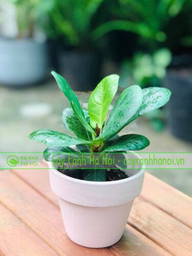 Cây bàng singapore để bàn tuổi bính dần