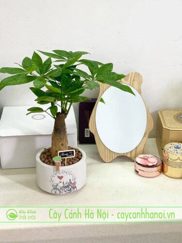 Cây kim ngân decor cho người tuổi ất sửu