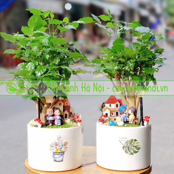 Cây phong thủy phù hợp với người sinh năm 1986