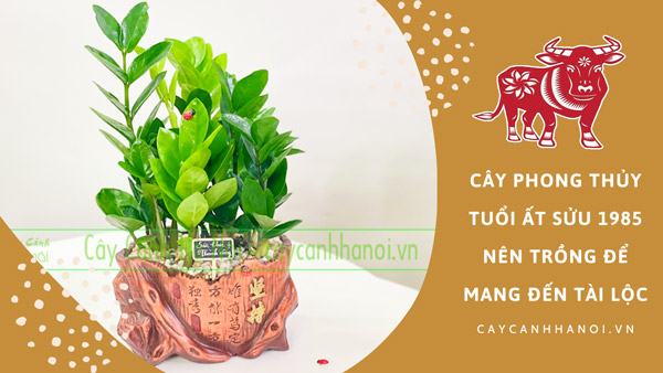 Cây phong thủy tuổi Ất Sửu 1985 nên trồng mang đến tài lộc