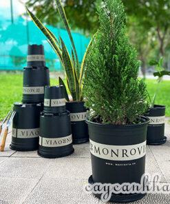 Cây sơn tùng trồng chậu nhựa Monrovia