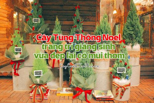 Cây Tùng Thông Noel trang trí giáng sinh vừa đẹp lại có mùi thơm