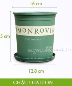 Chậu nhựa Monrovia - O-series - 1 gallon