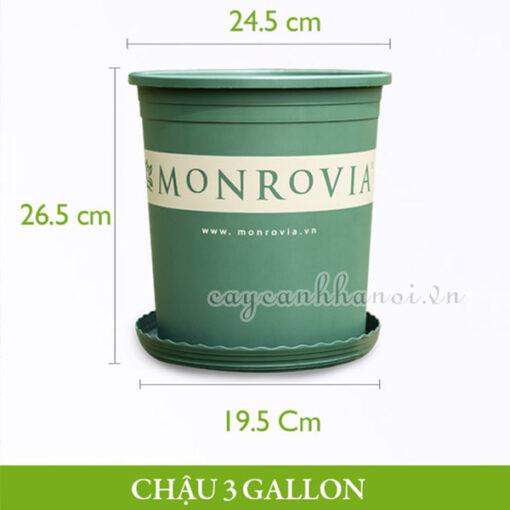 Chậu nhựa Monrovia - O-series - 3 gallon