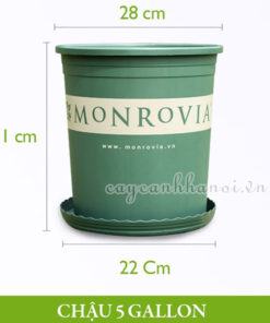 Chậu nhựa Monrovia - O-series - 5 gallon