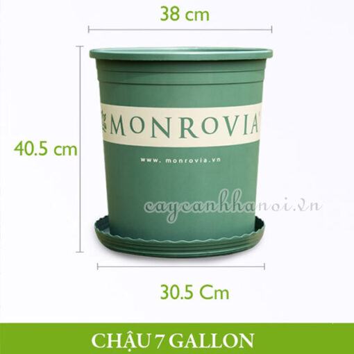 Chậu nhựa Monrovia - O-series - 7 gallon