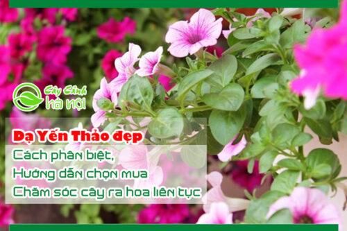 Dạ Yến Thảo đẹp cách phân biệt, hướng dẫn chọn mua và chăm sóc cây ra hoa liên tục