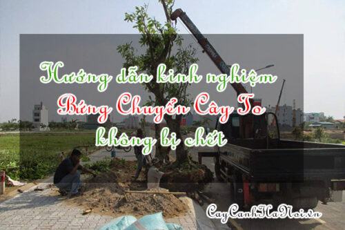 Hướng dẫn kinh nghiệm bứng chuyển cây to không bị chết