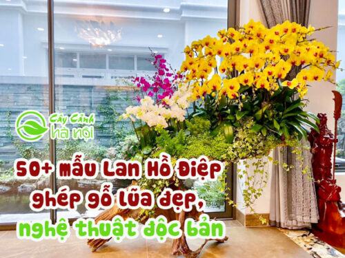 50+ mẫu Lan Hồ Điệp ghép gỗ lũa đẹp, nghệ thuật độc bản