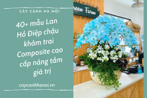 Lan Hồ Điệp chậu khảm trai Composite cao cấp nâng tầm giá trị