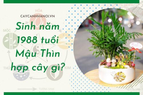 Sinh năm 1988 tuổi Mậu Thìn hợp cây gì?