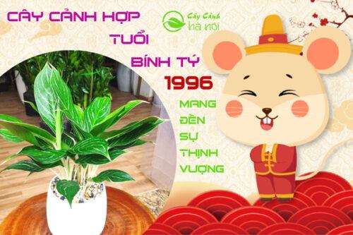 Cây cảnh hợp tuổi Bính Tý 1996 mang đến sự thịnh vượng