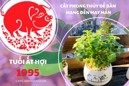 Cây phong thủy tuổi Ất Hợi 1995 phù hợp để bàn làm việc mang đến mày mắn tài lộc