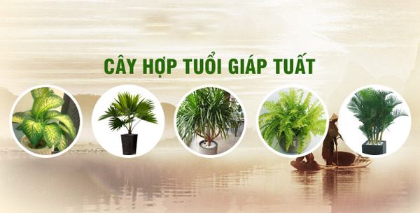 Lựa chọn cây cảnh hợp tuổi giáp tuất