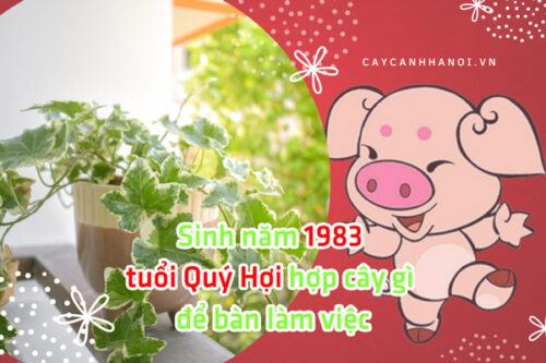 Sinh năm 1983 tuổi Quý Hợi hợp cây gì để bàn làm việc