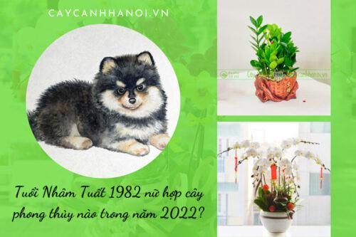 Tuổi Nhâm Tuất 1982 nữ hợp cây phong thủy nào trong năm 2022?