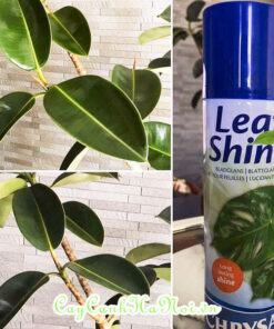 Bình xịt bóng lá Leafshine đóng chai dạng khí nén