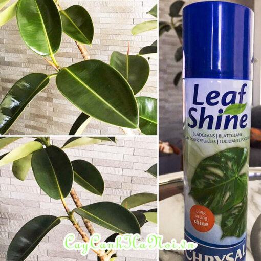 Bình xịt bóng lá Leafshine đóng chai dạng khí nén