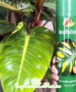 Thuốc Leaf Shine Floreca