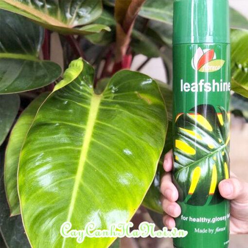 Thuốc Leaf Shine Floreca