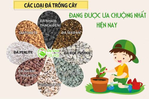 Tổng hợp các loại đá trồng cây cảnh đang được ưa chuộng nhất hiện nay