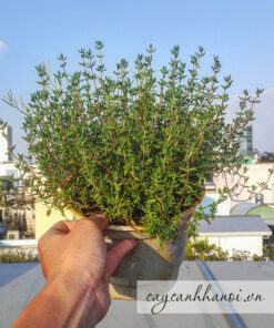 Cây cỏ xạ hương Thyme có nhiều công dụng