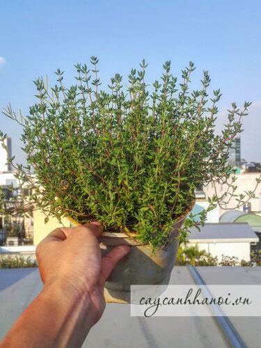 Cây cỏ xạ hương Thyme có nhiều công dụng