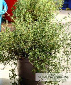 Cây cỏ xạ hương Thyme là 1 loại cây gia vị