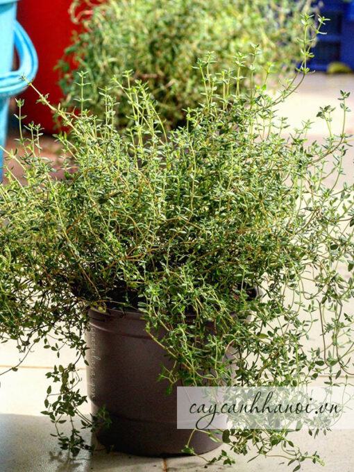 Cây cỏ xạ hương Thyme là 1 loại cây gia vị