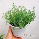 Cây Cỏ Xạ Hương (Thyme)