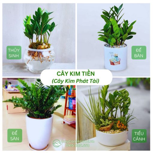 Cây kim tiền - Cây kim phát tài