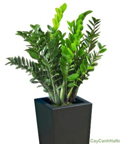 Kim tiền đặt ở đại sảnh với mục đích nghênh đón tài lộc và thịnh vượng cho gia chủ