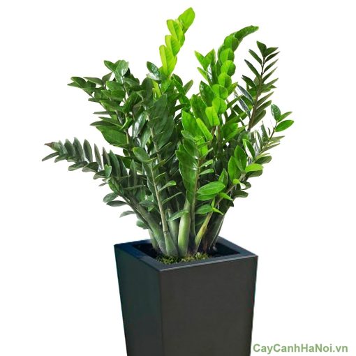 Kim tiền đặt ở đại sảnh với mục đích nghênh đón tài lộc và thịnh vượng cho gia chủ