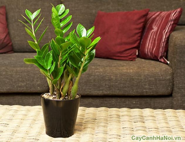 Mua cây kim tiền đẹp, giá tốt tại Cây Cảnh Hà Nội