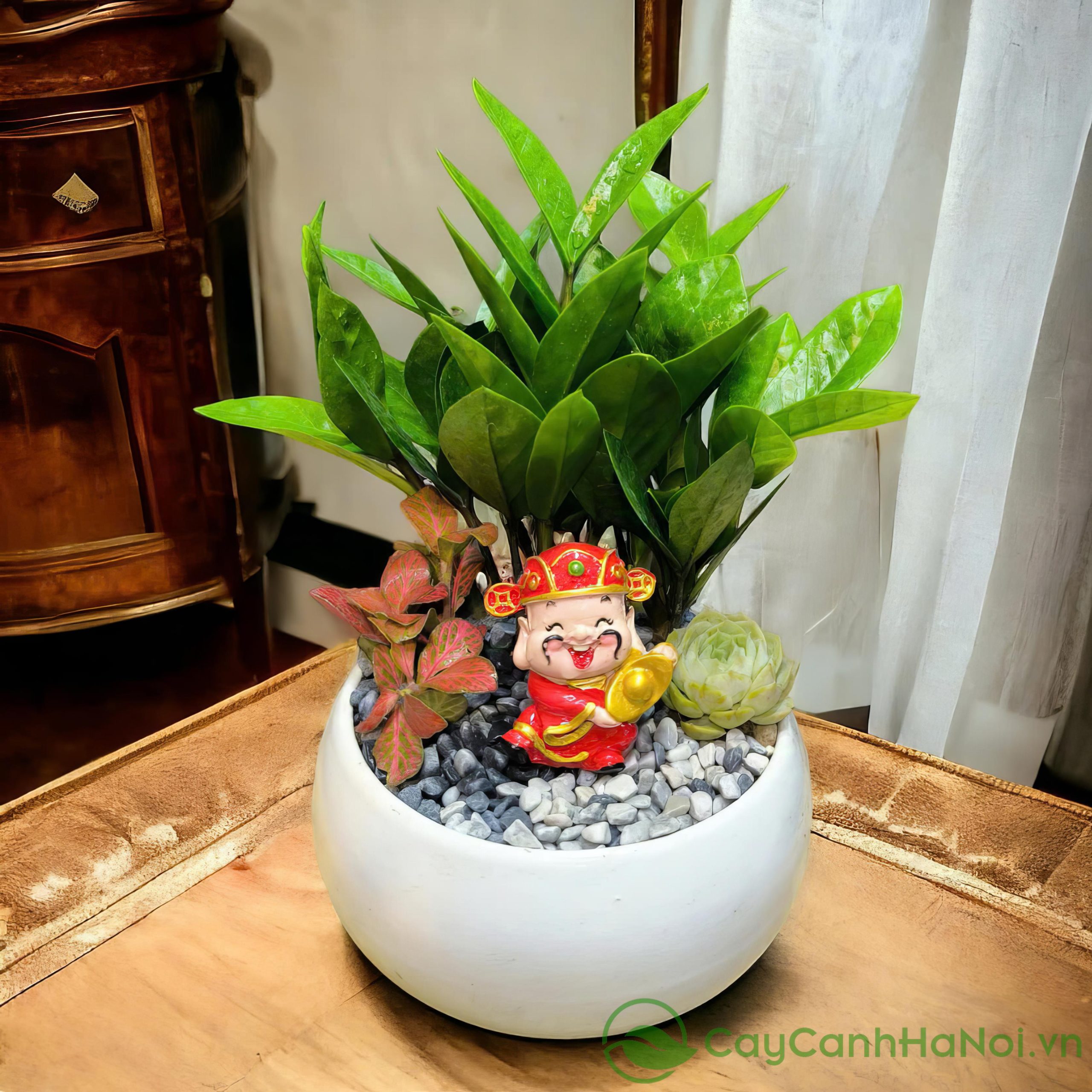 Cây kim tiền được biết đến với công dụng lợi tiểu