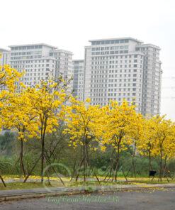 Cây phong linh thường ra hoa vào mùa xuân