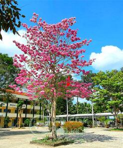 Cây phong linh hoa tím