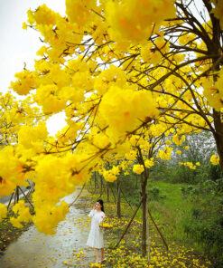 Cây phong linh giúp thanh lọc không khí