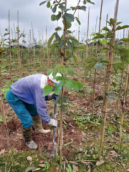 Cách trồng cây phong linh