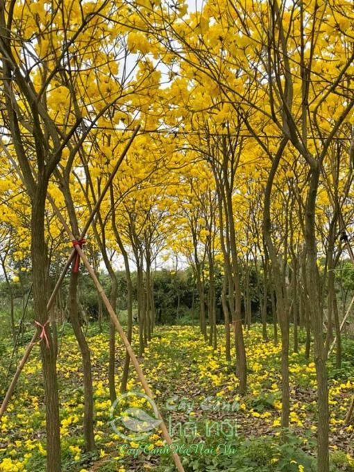 Kỹ thuật trồng cây phong linh đúng cách