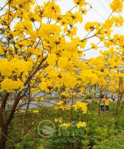 Cây phong linh loài cây có hoa đẹp trồng công trình