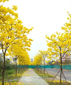 Phòng trừ sâu bệnh cho cây phong linh