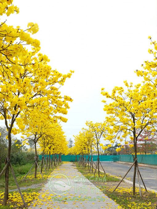 Phòng trừ sâu bệnh cho cây phong linh