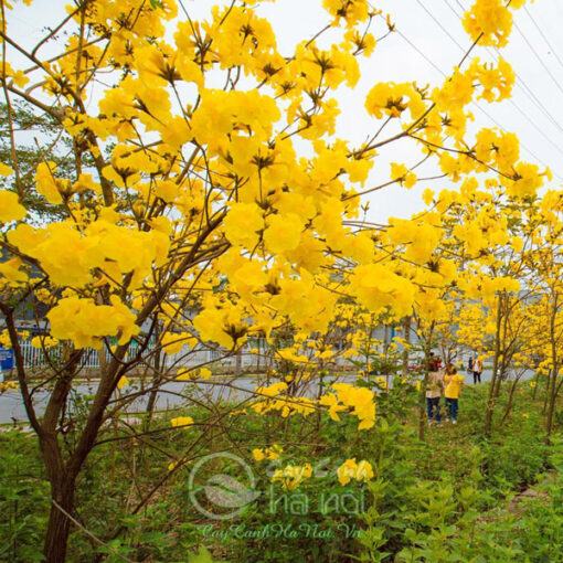 Cây phong linh loài cây có hoa đẹp trồng công trình