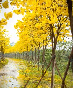 Cây phong linh khu du lịch