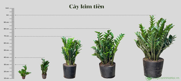 Tổng hợp các kích thước cây kim tiền dạng bụi Cây Cảnh Hà Nội cung cấp